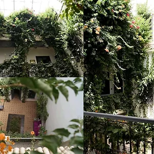Bougainvillea Marrakesh